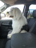 Stormy,incredible!trained, a female Sheepadoodle and Poodle - Standard  for sale in Apple Valley, CA – Photo 6 of 10