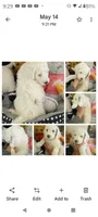 Diva, merle, adorable, striking blue eye, pls text phone only!, a female Old English Sheepdog and Sheepadoodle for sale in Apple Valley, CA – 2 of 10