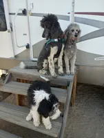 Stormy OFA exc mom, a female Sheepadoodle and Poodle - Standard  for sale in Apple Valley, CA – Photo 7 of 8
