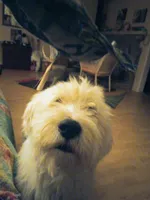 Stormy OFA exc mom, a female Sheepadoodle and Poodle - Standard  for sale in Apple Valley, CA – Photo 2 of 8