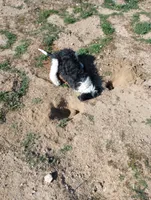 Stormy OFA exc mom, a female Sheepadoodle and Poodle - Standard  for sale in Apple Valley, CA – Photo 6 of 8