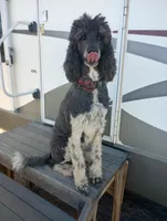 Stormy OFA exc mom, a female Sheepadoodle and Poodle - Standard  for sale in Apple Valley, CA – Photo 5 of 8