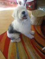 Stormy OFA exc mom, a female Sheepadoodle and Poodle - Standard  for sale in Apple Valley, CA – Photo 3 of 8