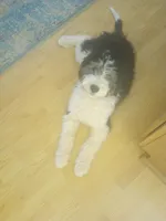 Stormy OFA exc mom, a female Sheepadoodle and Poodle - Standard  for sale in Apple Valley, CA – Photo 1 of 8