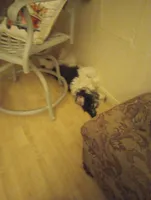 Stormy OFA exc mom, a female Sheepadoodle and Poodle - Standard  for sale in Apple Valley, CA – Photo 8 of 8