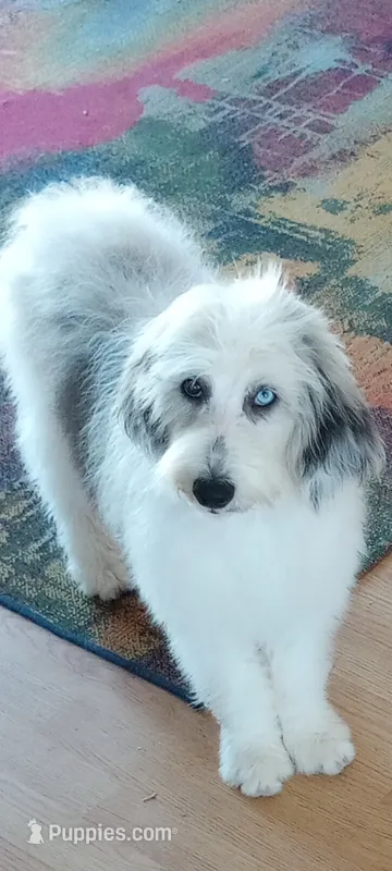 Hallie, pls read my ad! Purebred parents calm,sweet,TEXT my phone pls! – Old English Sheepdog, Poodle - Standard  puppy for sale in Apple Valley, CA