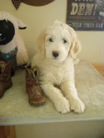 Oakley,sweet guy,Low shed,cream parti,pls text my phone only!!, a male Old English Sheepdog and Sheepadoodle for sale in Apple Valley, CA – 1 of 9