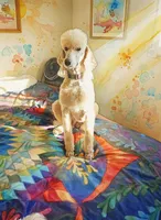 Hallie, one of a kind ,colors galore!,blue eye!, a female Old English Sheepdog and Poodle - Multi-Colored Standard for sale in Apple Valley, CA – 5 of 10