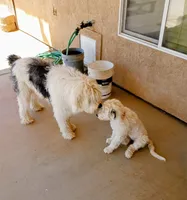 Angel, a female Old English Sheepdog and Poodle - Standard  for sale in Apple Valley, CA – 1 of 5