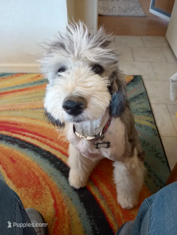 Stormy, trained, wavy, low shed,loves everyone, health guarantee  – Old English Sheepdog, Sheepadoodle puppy for sale in Apple Valley, CA