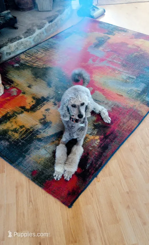 AKC Tucson Silver!! 35 pounds, pls TEXT my phone! Much Info in profile – Poodle - Standard  puppy for sale in Apple Valley, CA
