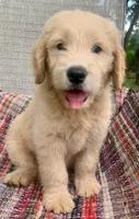 Kirk, a male Goldendoodle for sale in Harrisonburg, VA – 3 of 7