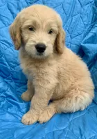 Kirk, a male Goldendoodle for sale in Harrisonburg, VA – 6 of 7