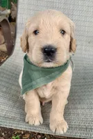 Clay, a male Goldendoodle for sale in Harrisonburg, VA – 4 of 6