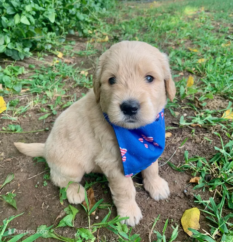 Carter – Goldendoodle puppy for sale in Harrisonburg, VA