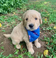 Carter, a male Goldendoodle for sale in Harrisonburg, VA – 1 of 6