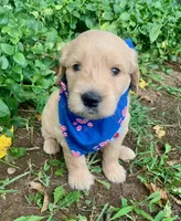 Carter, a male Goldendoodle for sale in Harrisonburg, VA – 2 of 6
