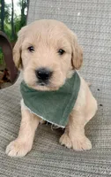 Clay, a male Goldendoodle for sale in Harrisonburg, VA – 3 of 6
