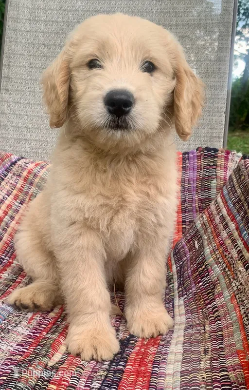 Kirk – Goldendoodle puppy for sale in Harrisonburg, VA