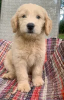 Kirk, a male Goldendoodle for sale in Harrisonburg, VA – 1 of 7