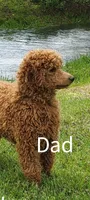 Clay, a male Goldendoodle for sale in Harrisonburg, VA – 6 of 6