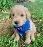 Carter, a male Goldendoodle for sale in Harrisonburg, VA – 3 of 6