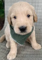 Clay, a male Goldendoodle for sale in Harrisonburg, VA – 2 of 6