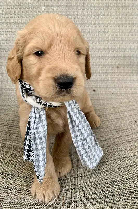 Coby – Goldendoodle puppy for sale in Harrisonburg, VA