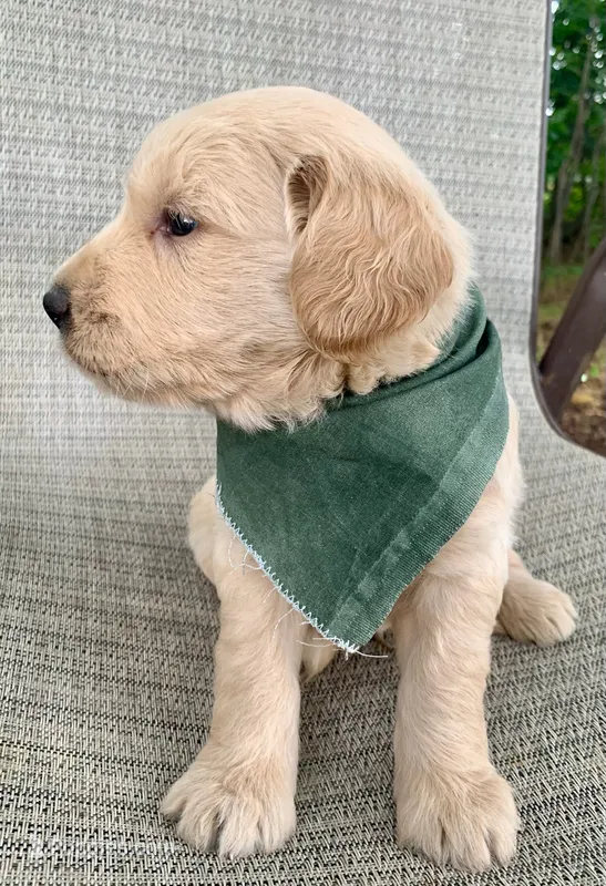 Clay – Goldendoodle puppy for sale in Harrisonburg, VA