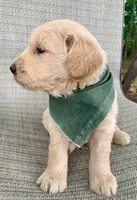 Clay, a male Goldendoodle for sale in Harrisonburg, VA – 1 of 6