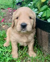 Coby, a male Goldendoodle for sale in Harrisonburg, VA – 4 of 6