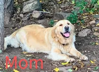 Carter, a male Goldendoodle for sale in Harrisonburg, VA – 5 of 6