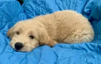 Kirk, a male Goldendoodle for sale in Harrisonburg, VA – 7 of 7