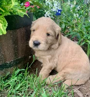 Coby, a male Goldendoodle for sale in Harrisonburg, VA – 3 of 6