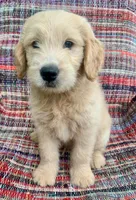Kirk, a male Goldendoodle for sale in Harrisonburg, VA – 4 of 7
