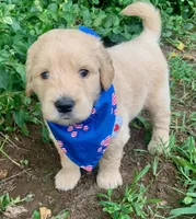 Carter, a male Goldendoodle for sale in Harrisonburg, VA – 4 of 6