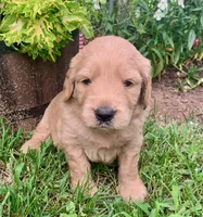 Coby, a male Goldendoodle for sale in Harrisonburg, VA – 2 of 6