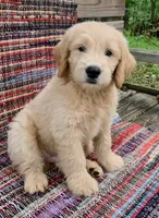 Kirk, a male Goldendoodle for sale in Harrisonburg, VA – 2 of 7
