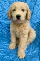 Kirk, a male Goldendoodle for sale in Harrisonburg, VA – 5 of 7