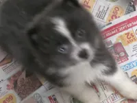 Oreo, a male Pomeranian for sale in Alvin, TX – 3 of 3