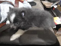 Oreo, a male Pomeranian for sale in Alvin, TX – 2 of 3