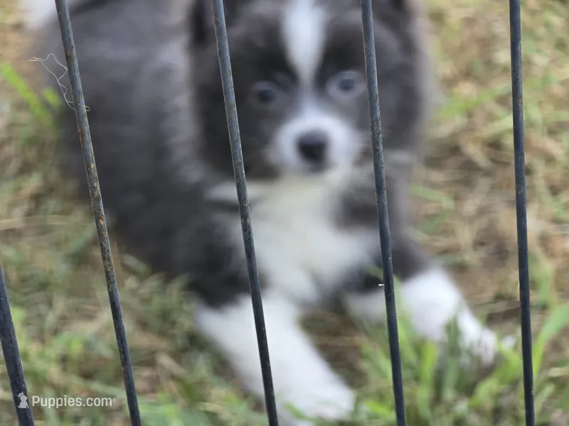 Oreo – Pomeranian puppy for sale in Alvin, TX