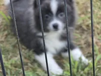 Oreo, a male Pomeranian for sale in Alvin, TX – 1 of 3