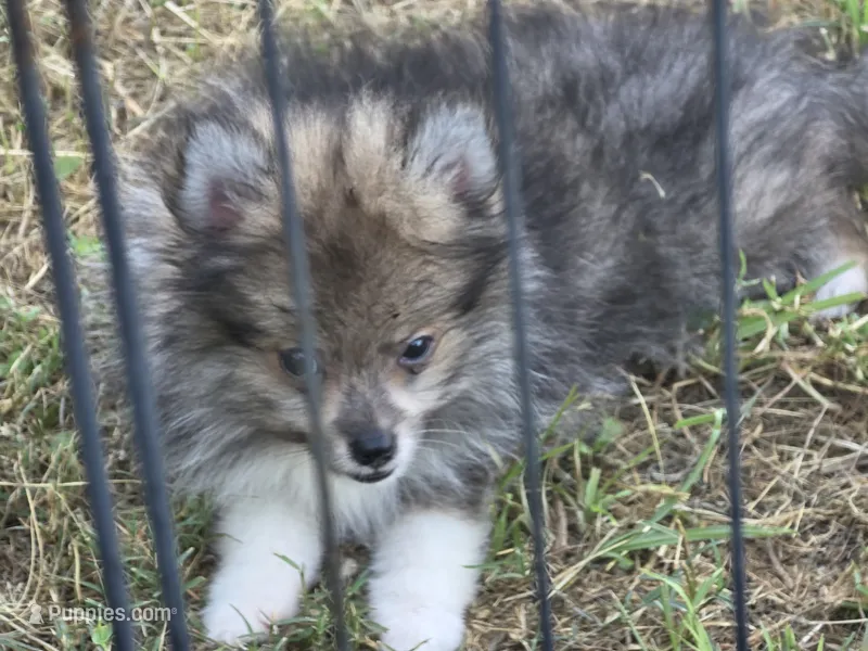 Bear – Pomeranian puppy for sale in Alvin, TX