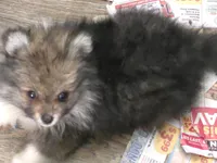 Bear, a male Pomeranian for sale in Alvin, TX – 2 of 2