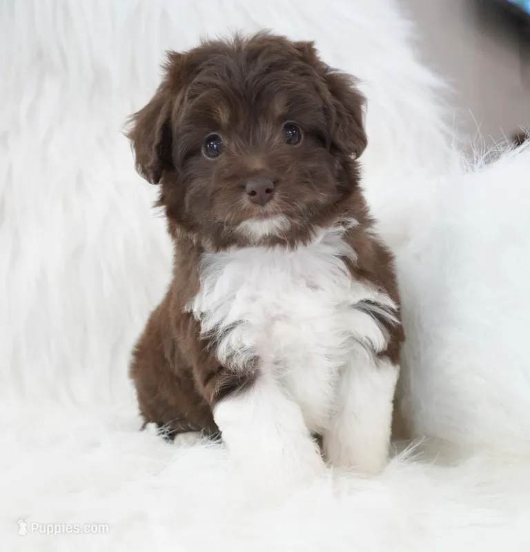 Aura  – Aussiedoodle puppy for sale in Checotah, OK