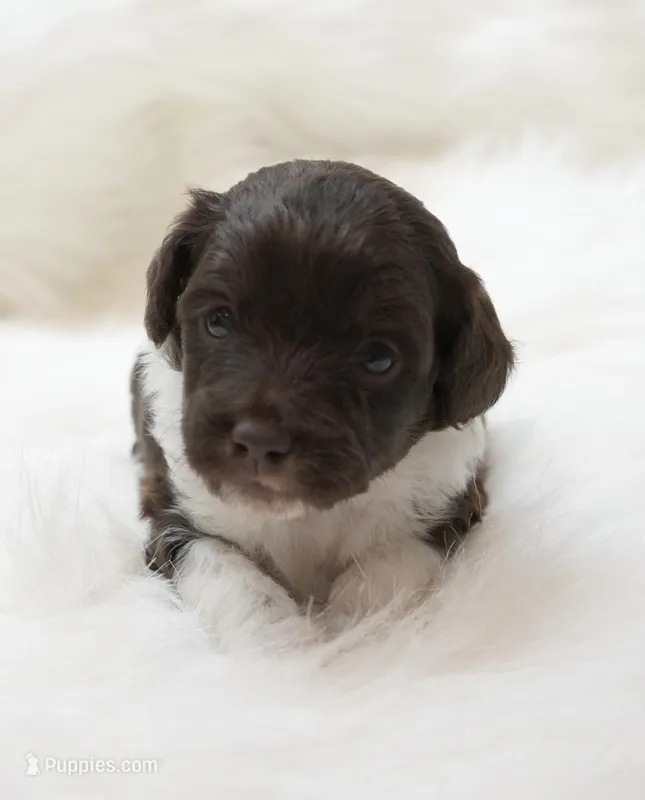 Ember  – Miniature Aussiedoodle puppy for sale in Checotah, OK