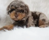 German chocolate , a male Poodle - Miniature  for sale in Checotah, OK – 6 of 10