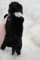 Shadow , a female Aussiedoodle for sale in Checotah, OK – 7 of 7