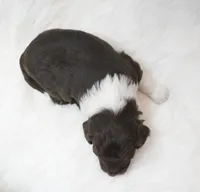 Ember , a female Aussiedoodle for sale in Checotah, OK – 2 of 3
